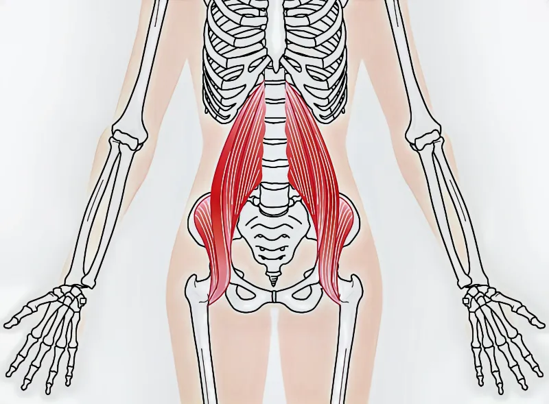 腸腰筋の位置と役割を解説した図解