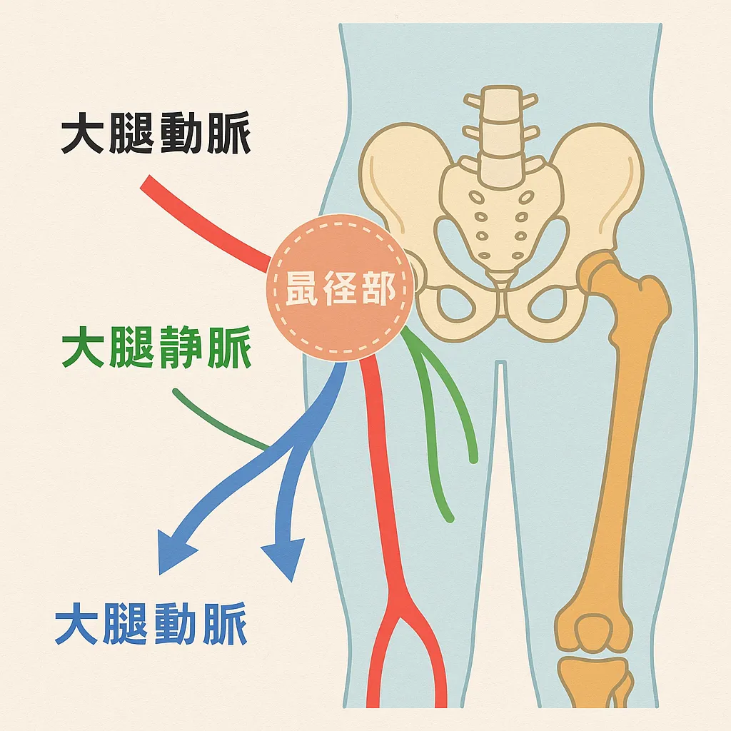 骨盤・股関節と血流の関係図
