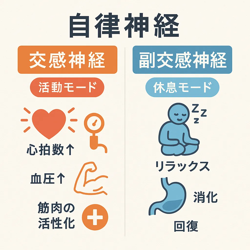 自律神経のバランス解説図