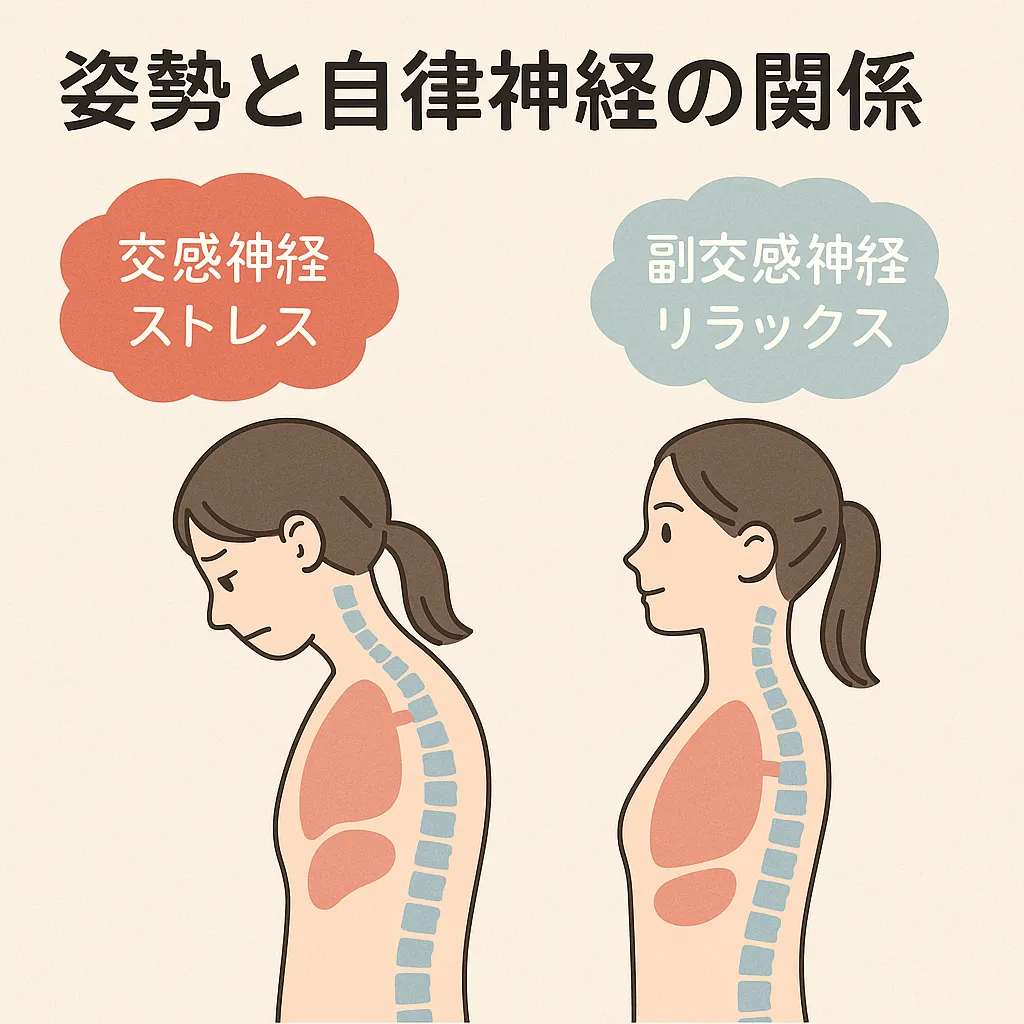 姿勢と自律神経の影響